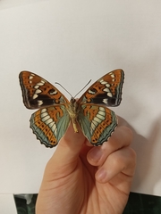 Limenitis populi