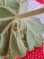 Macrosiphum