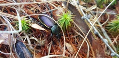 Carabus hummeli