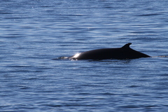 Balaenoptera acutorostrata