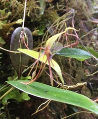 Pleurothallis killipii