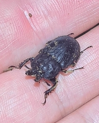 Ryssonotus nebulosus