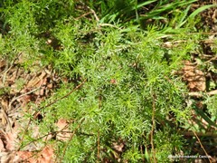 Santolina rosmarinifolia