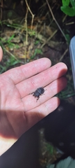 Ryssonotus nebulosus