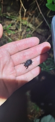 Ryssonotus nebulosus