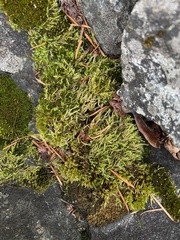 Homalothecium fulgescens