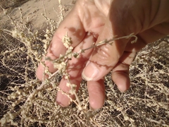 Atriplex polycarpa