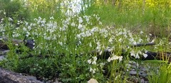 Cardamine prorepens