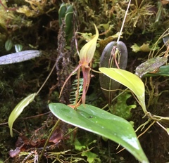 Pleurothallis killipii