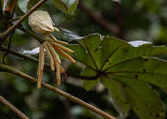 Cecropia pachystachya