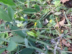 Coronilla scorpioides