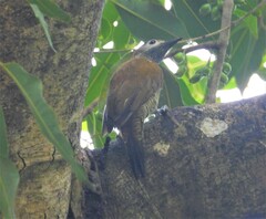 Colaptes rubiginosus