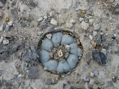 Lophophora williamsii