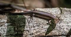 Lampropholis