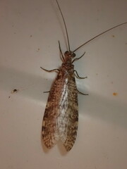 Archichauliodes diversus