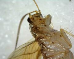 Neoblattellini