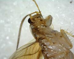 Neoblattellini