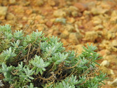 Teucrium vincentinum