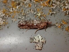 Strepsicrates ejectana