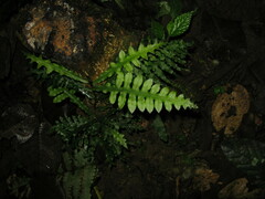 Leptochilus