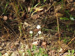 Arenaria montana
