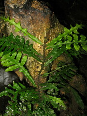 Leptochilus