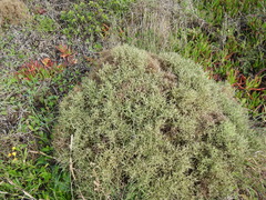 Stauracanthus spectabilis