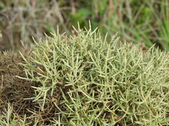 Stauracanthus spectabilis