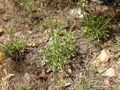 Leucanthemum pallens
