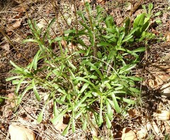 Leucanthemum pallens