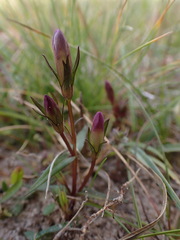 Gentianella uliginosa