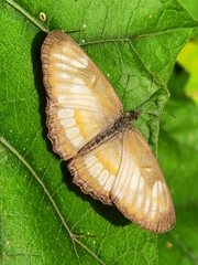Mestra hersilia