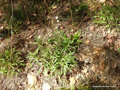 Leucanthemum pallens