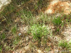 Leucanthemum pallens