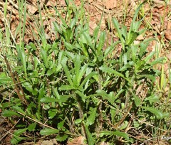 Leucanthemum pallens