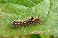 Acronicta tridens