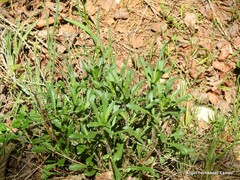 Leucanthemum pallens