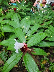 Hellenia speciosa