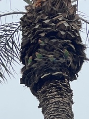 Agapornis roseicollis