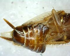 Pseudophyllodromiinae