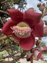 Couroupita guianensis