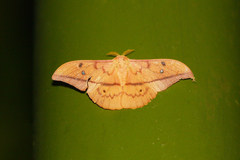 Cricula trifenestrata