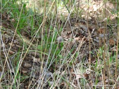 Leucanthemum pallens