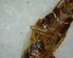 Pseudophyllodromiinae