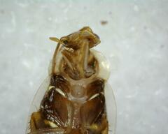 Pseudophyllodromiinae