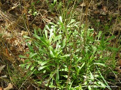 Leucanthemum pallens