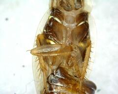 Pseudophyllodromiinae