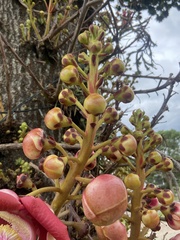 Couroupita guianensis