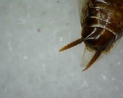 Pseudophyllodromiinae