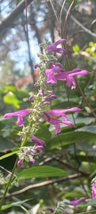 Salvia purpurea